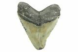 Bargain, Fossil Megalodon Tooth - North Carolina #308530-2